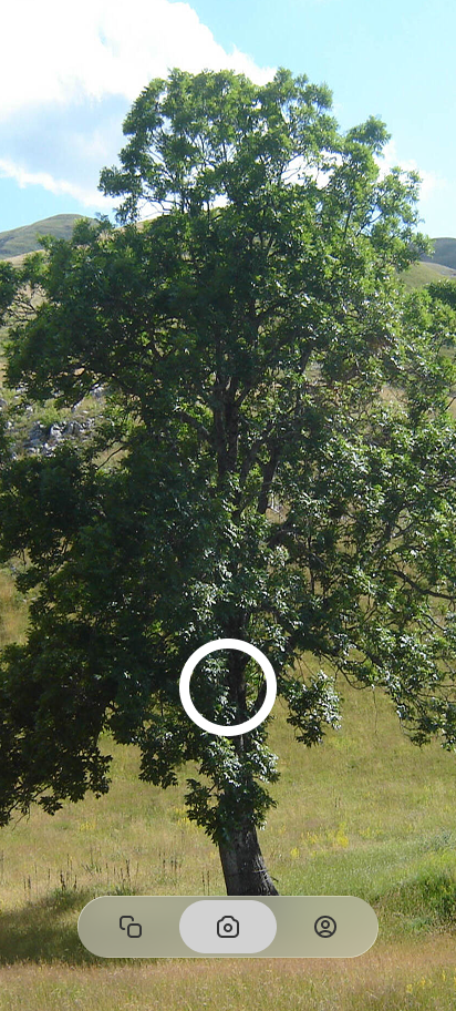 City Bird: The App — Camera pointed at a tree